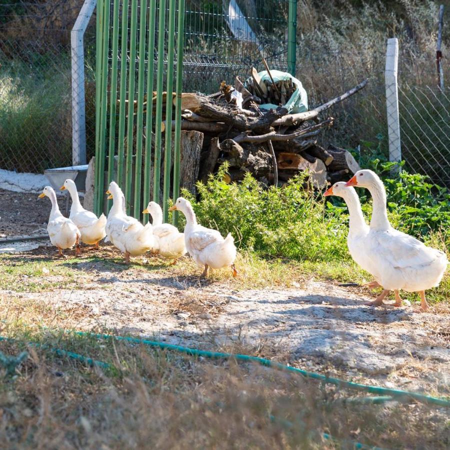 Gaia Kozbeyli Hotell Foça Exteriör bild